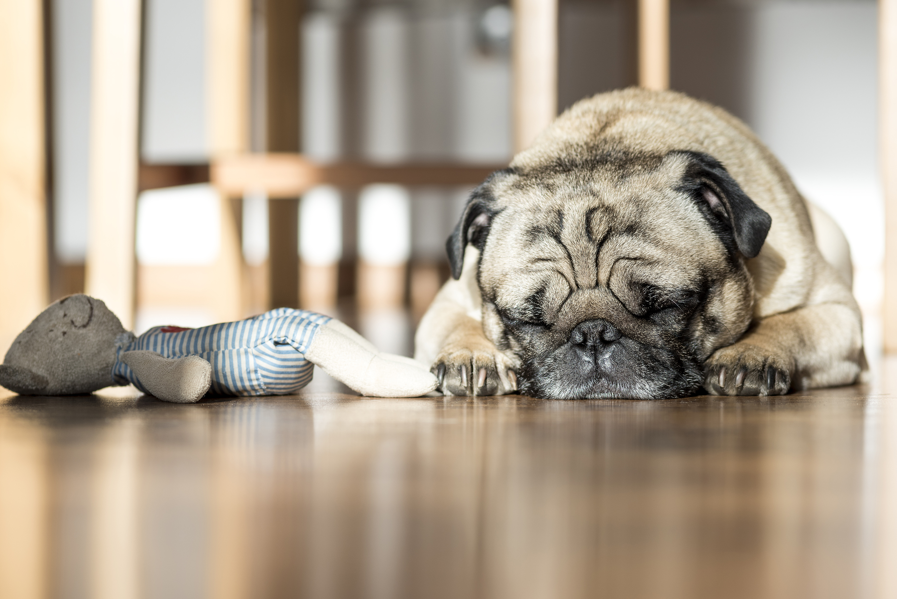 Image for Who Gets “Custody” of a Pet in a Divorce or Separation?