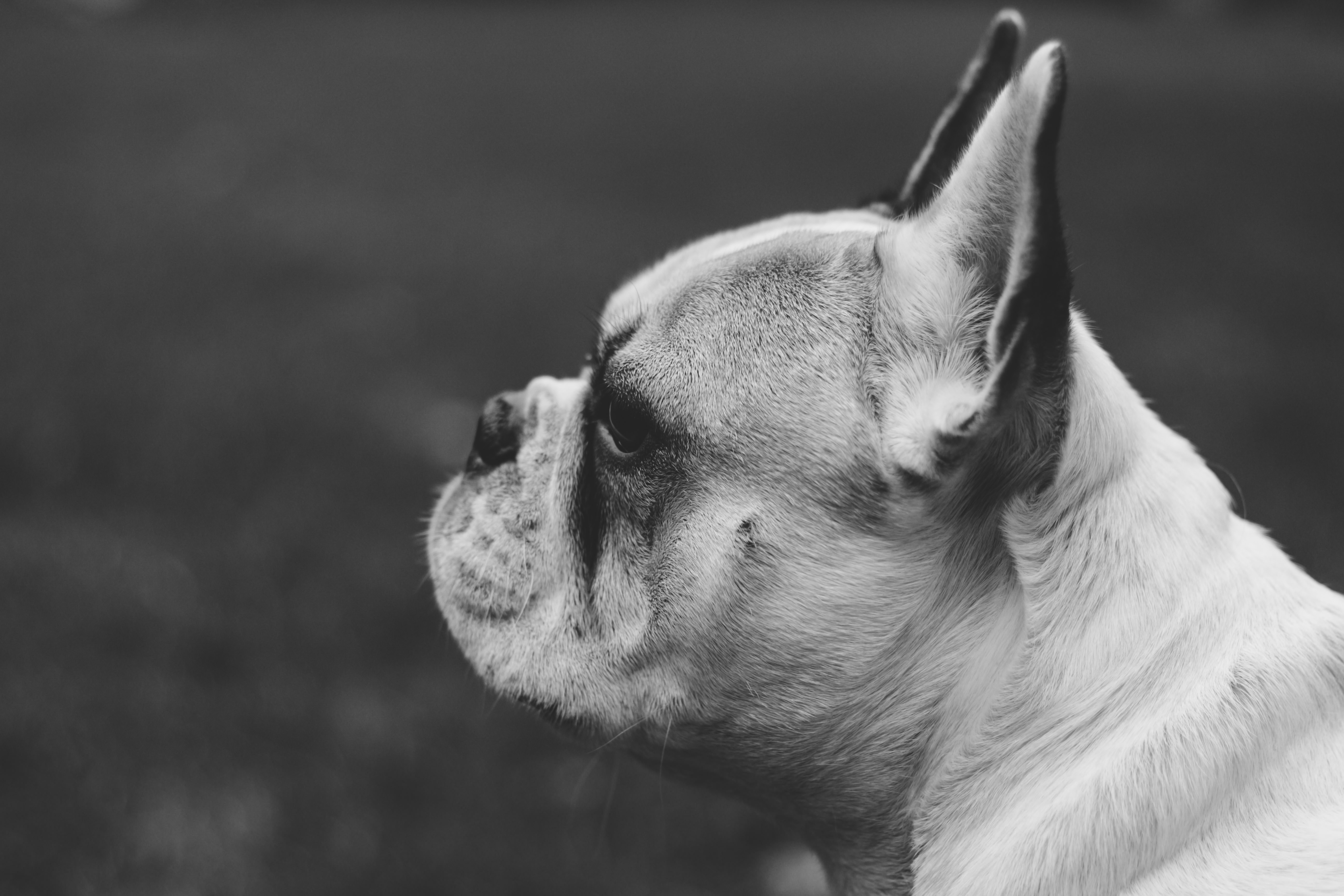 Image for Judge Confirms that Dogs Should Not be Treated Like Kids in Divorce Proceedings