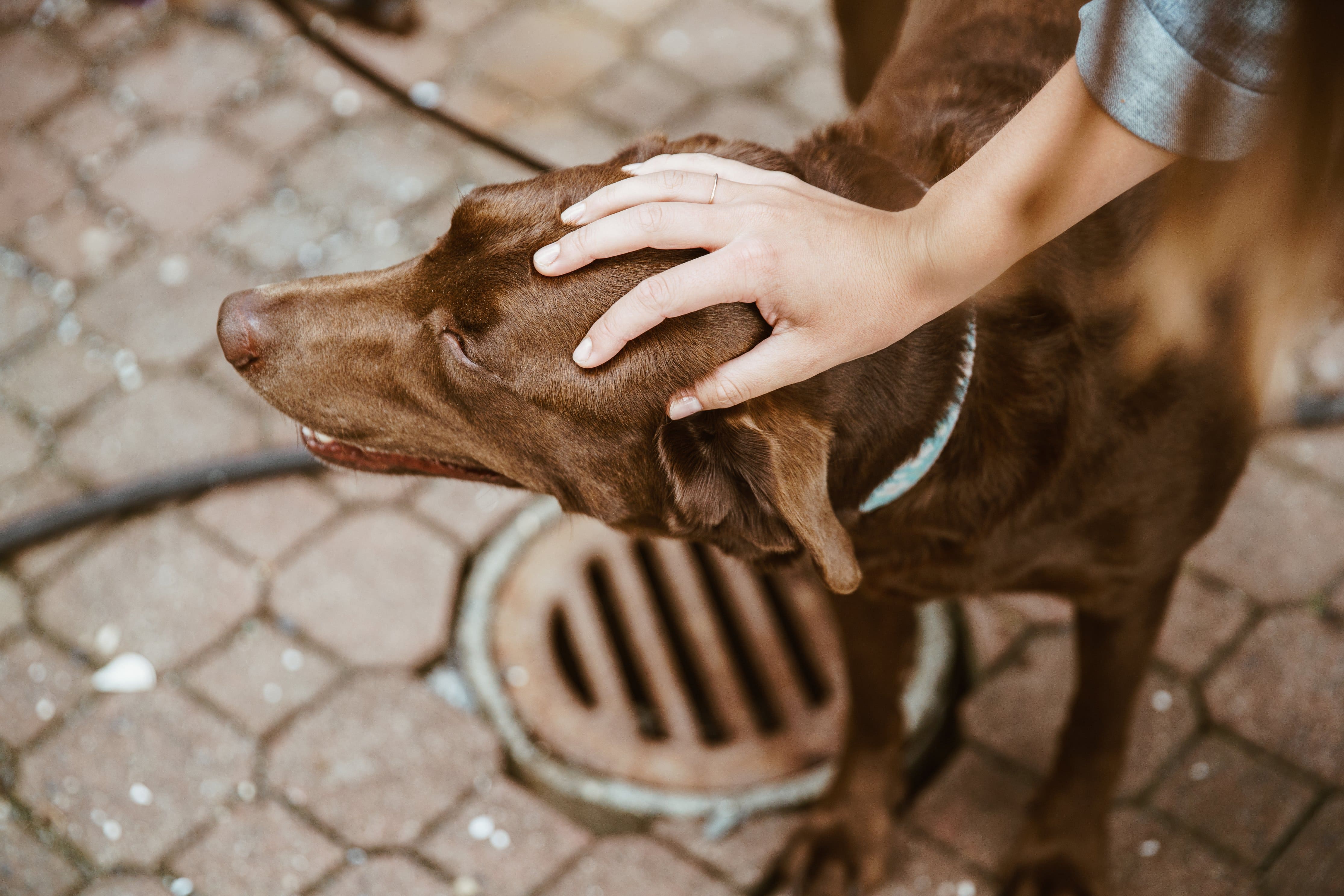 Image for Divorcing Couple Fight Over Alleged Therapy Dog
