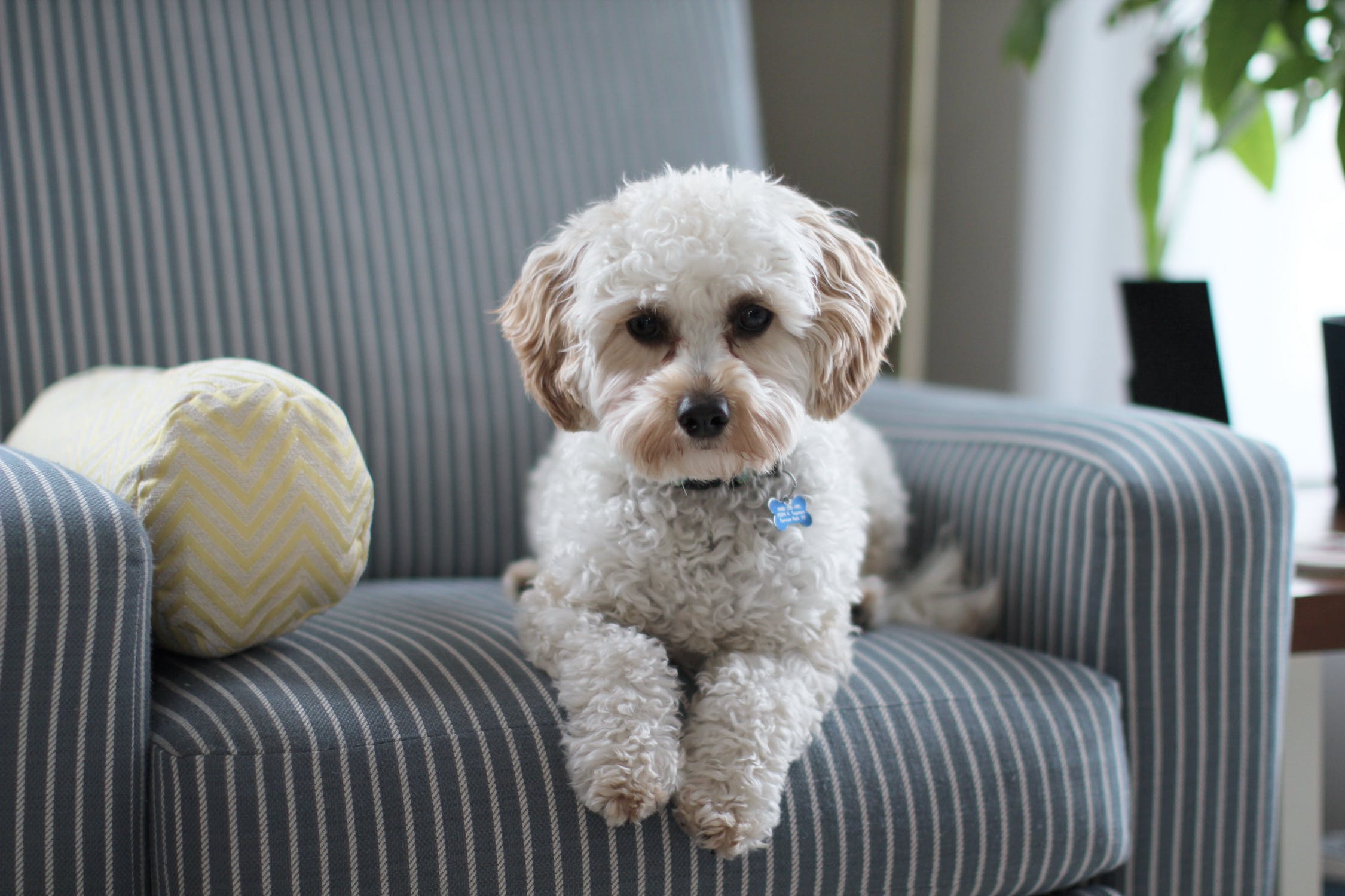 Image for Court Looks At Whether Dog Was Gifted To Or Just Shared With Boyfriend