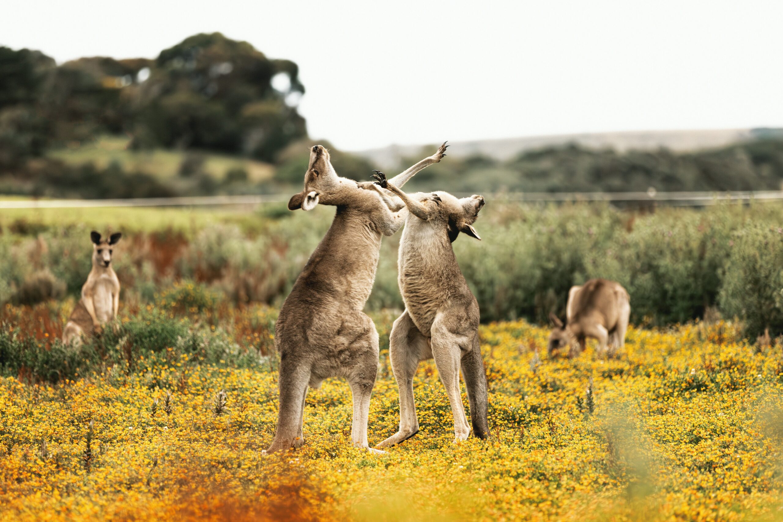 Two kangaroos, representing children’s views.